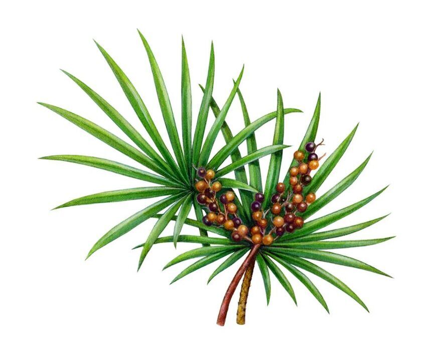 Saw palmetto fruit extract in Prostamin Forte