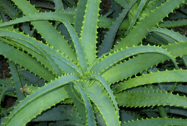 Kalanchoe treats male ailments