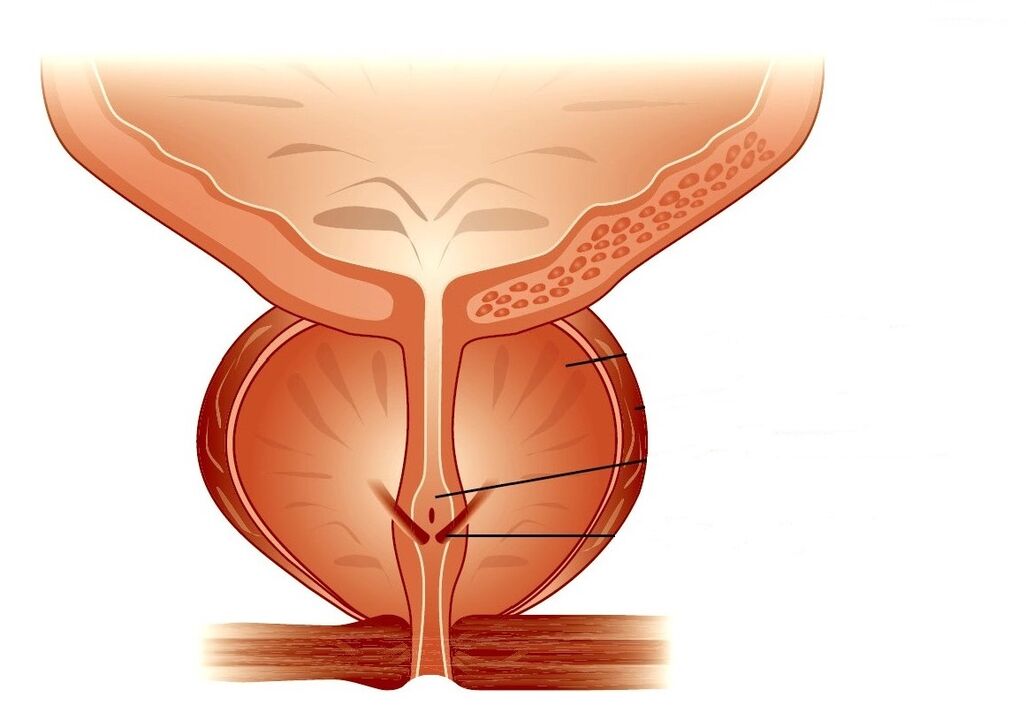 Structure of the prostate and chronic prostatitis