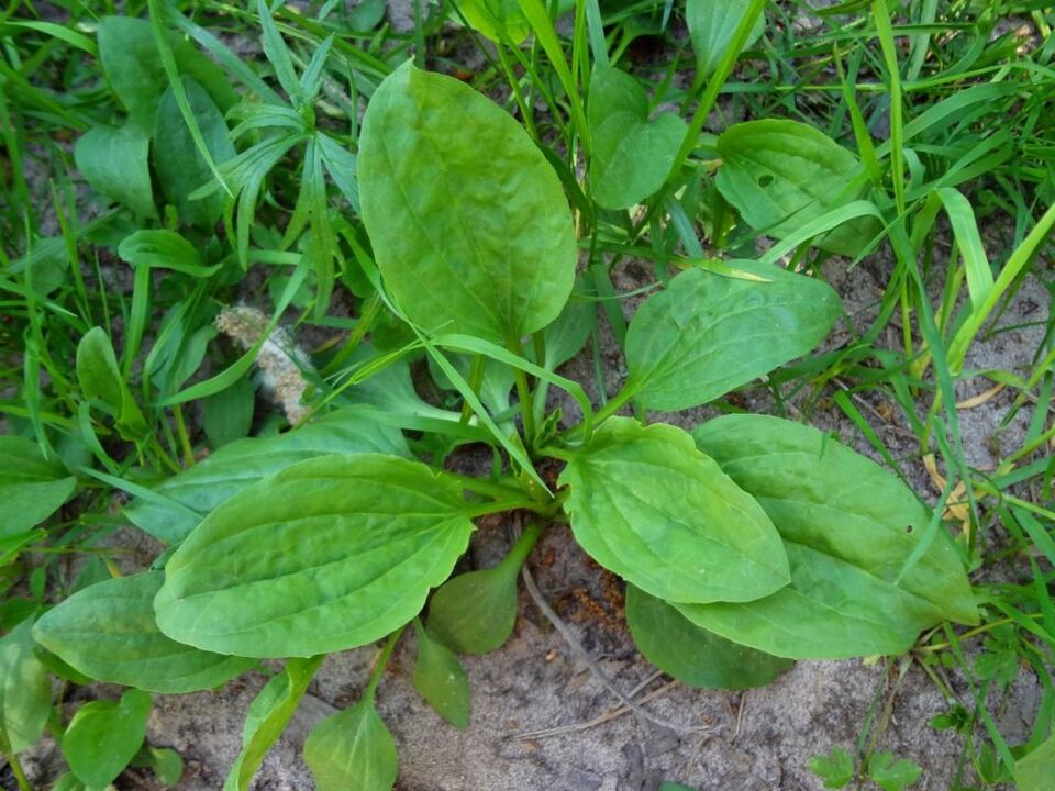 Plantain used to treat prostatitis