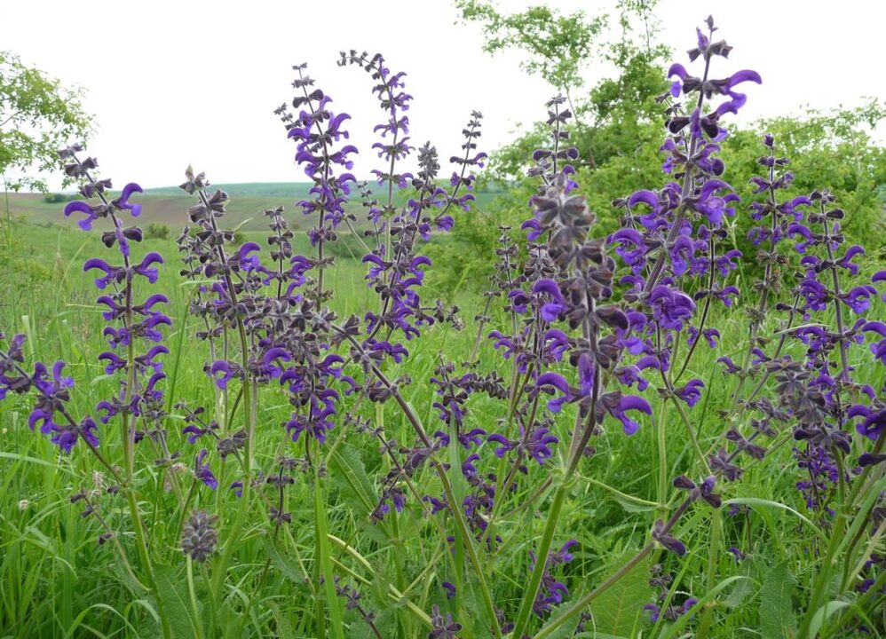 Sage used to treat prostatitis